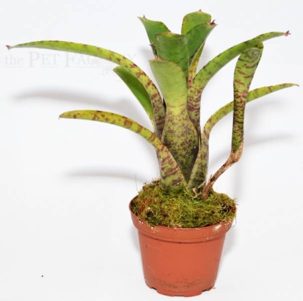 Neoregelia tigrina